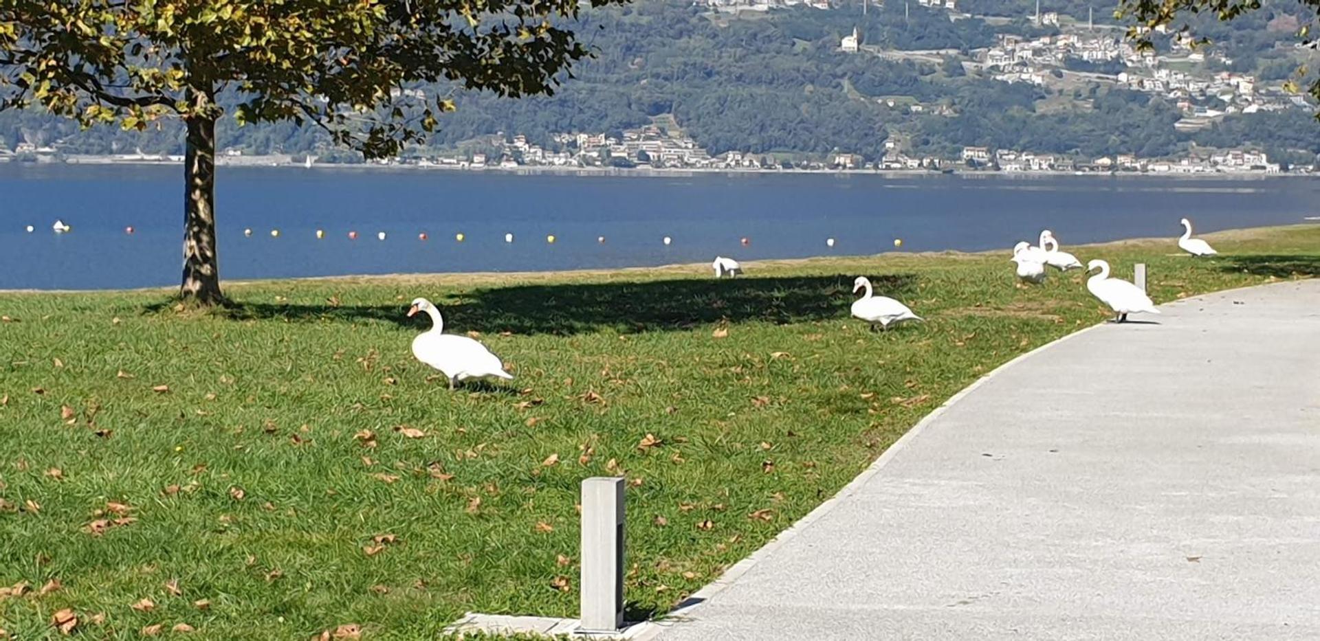 Villa Lago Foreground - Pet Friendly Stay- Garden-Parking-Lake View- Bike Friendly Holiday House Colico Exterior foto
