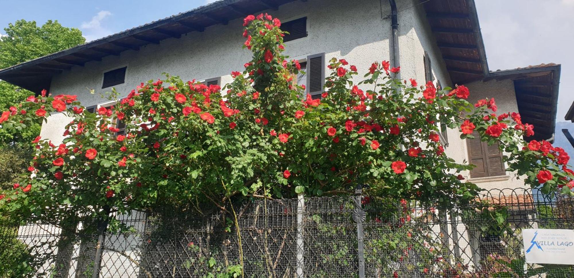 Villa Lago Foreground - Pet Friendly Stay- Garden-Parking-Lake View- Bike Friendly Holiday House Colico Exterior foto