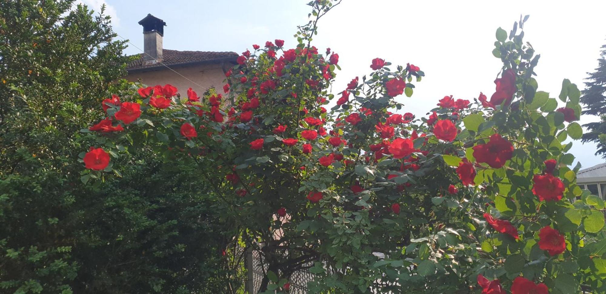 Villa Lago Foreground - Pet Friendly Stay- Garden-Parking-Lake View- Bike Friendly Holiday House Colico Exterior foto